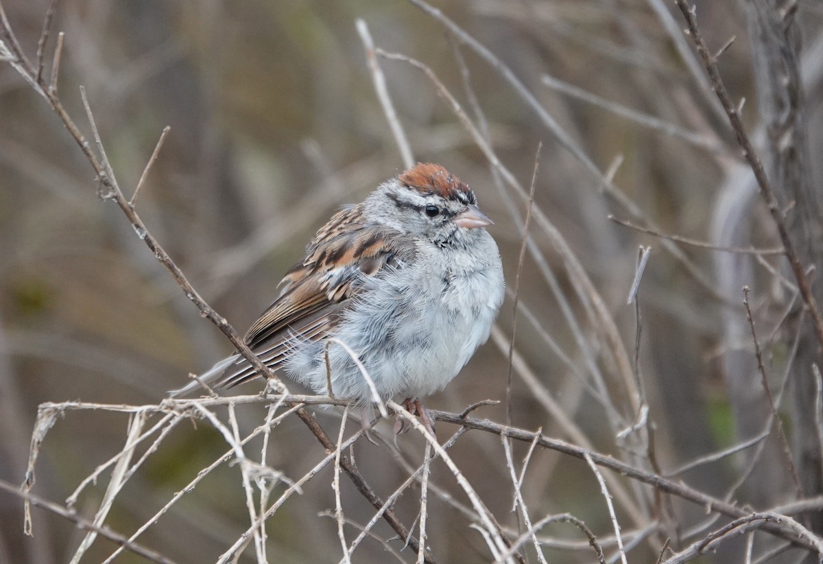 Chipping Sparrow - ML624081067