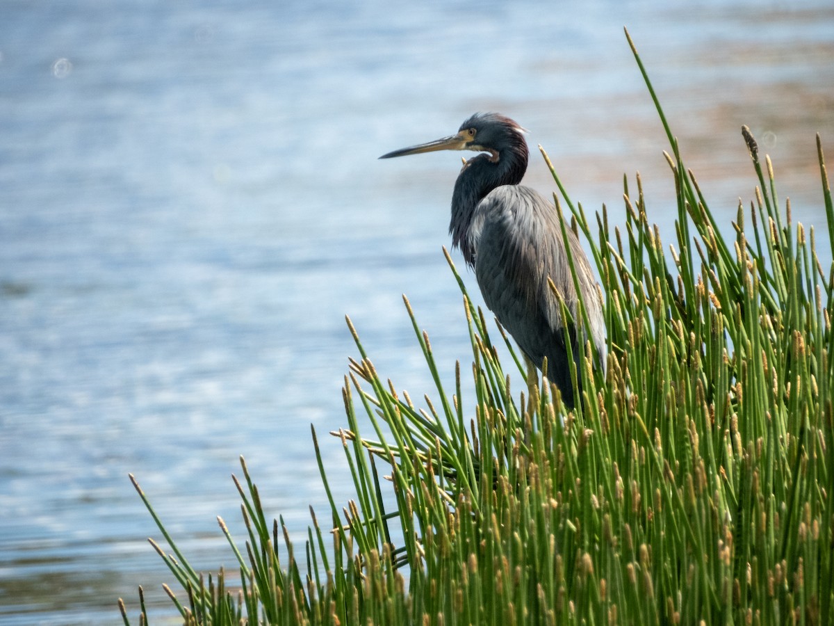 Tricolored Heron - ML624081071