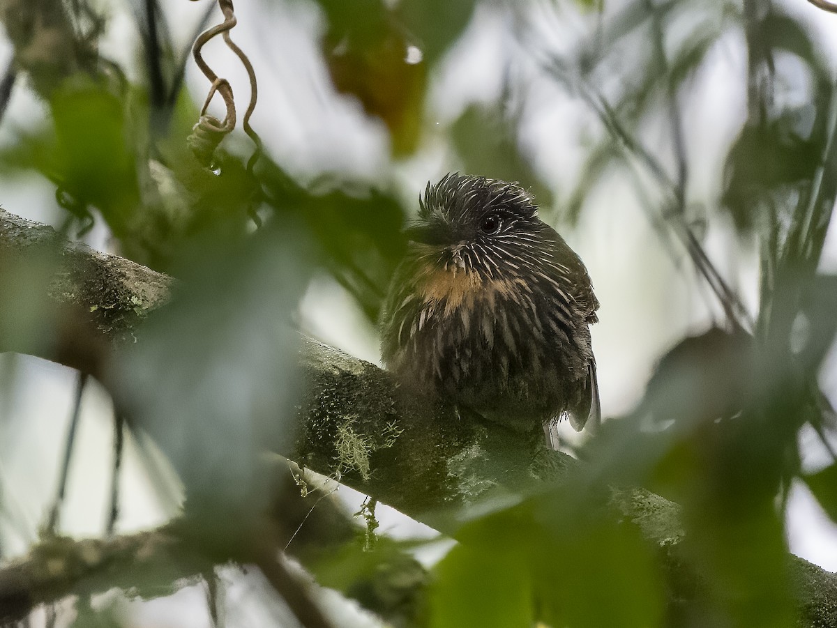 Black-streaked Puffbird - ML624081094