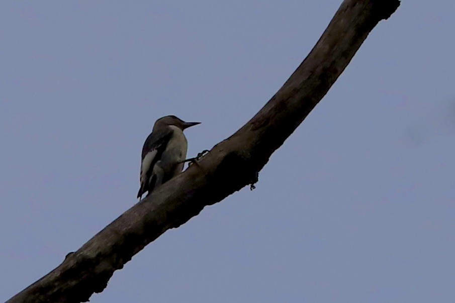 Red-bellied Woodpecker - ML624081099