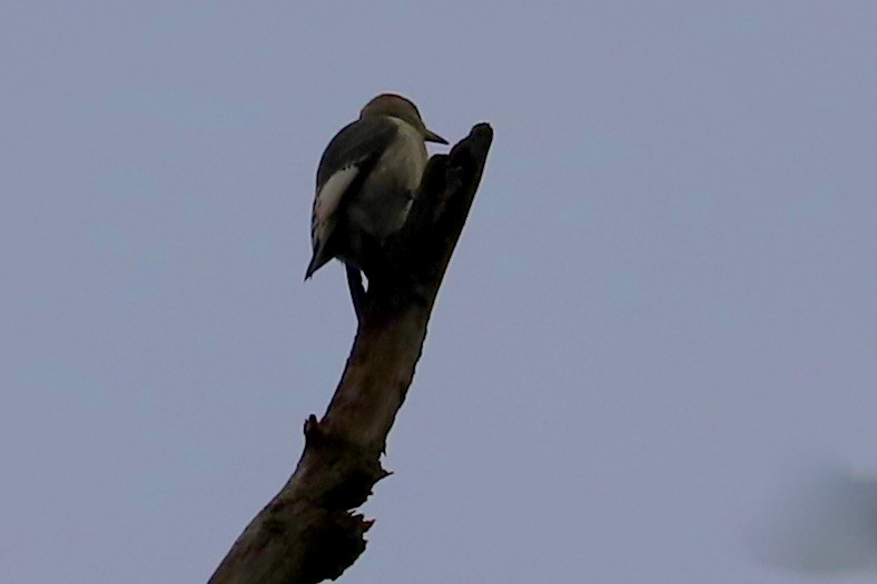 Red-bellied Woodpecker - ML624081100