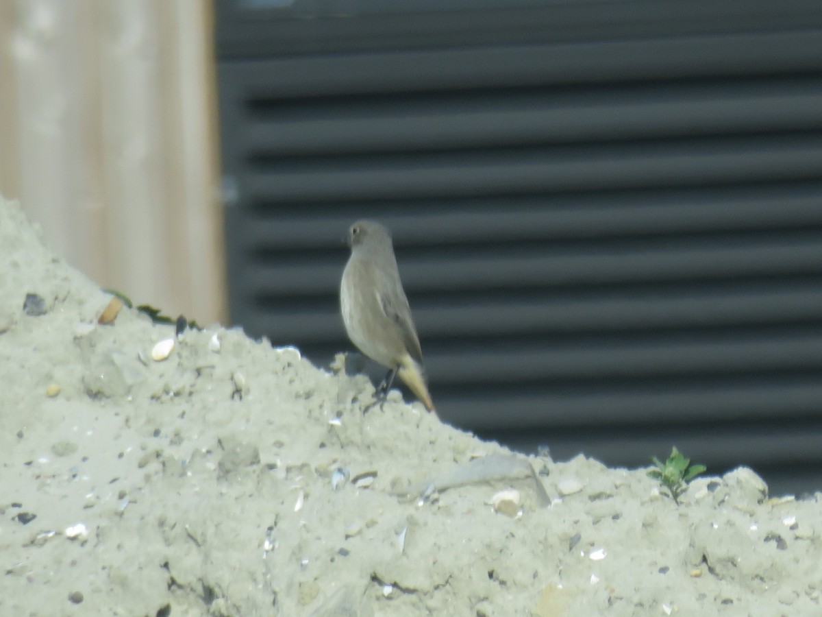 Black Redstart - Matthias van Dijk