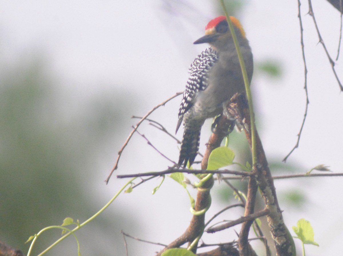 Golden-cheeked Woodpecker - ML624081203