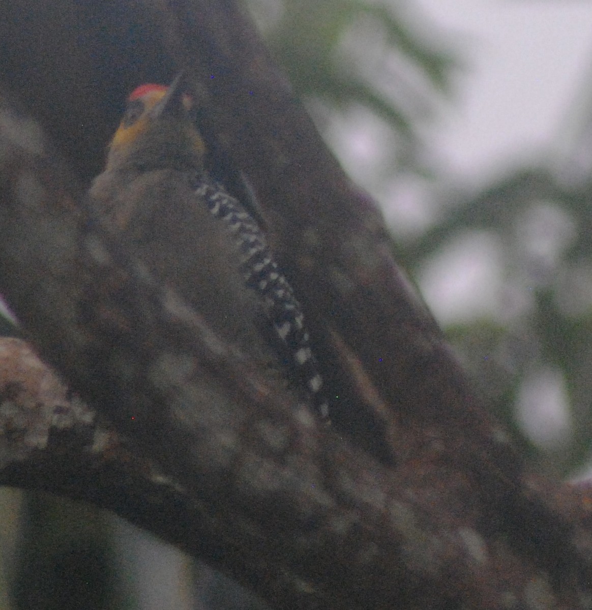 Golden-cheeked Woodpecker - ML624081204