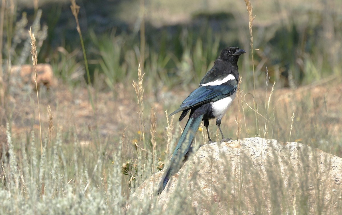 Black-billed Magpie - ML624081219