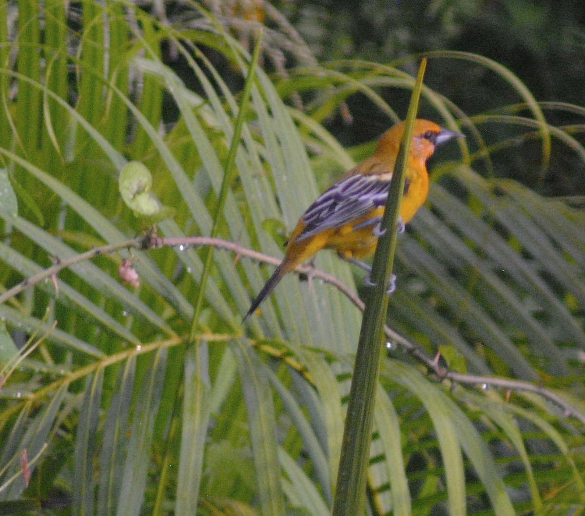 Streak-backed Oriole - ML624081231