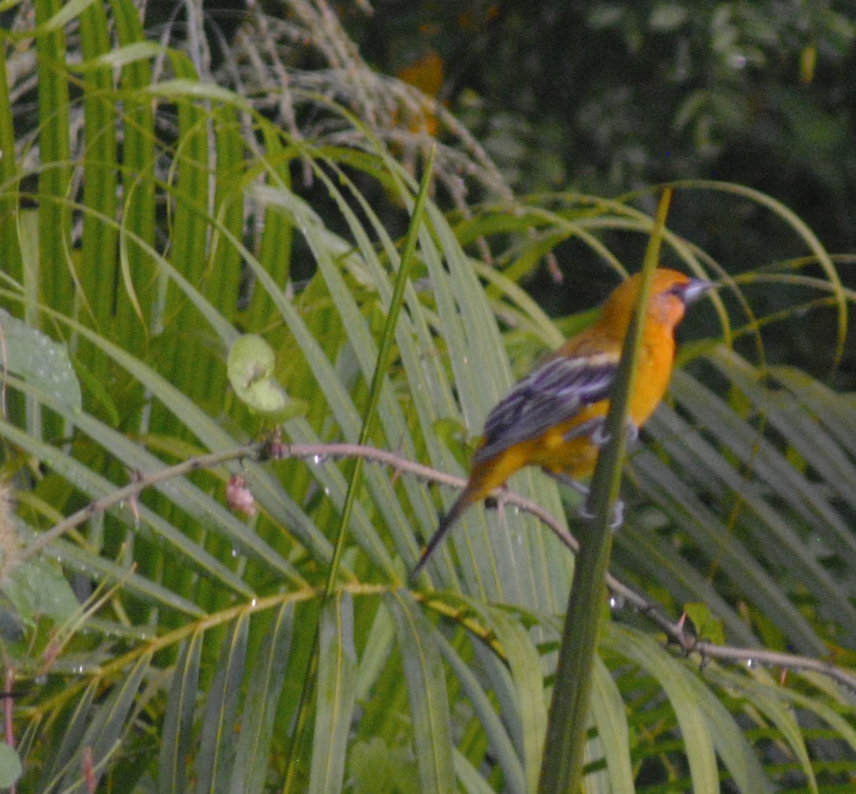 Streak-backed Oriole - ML624081232