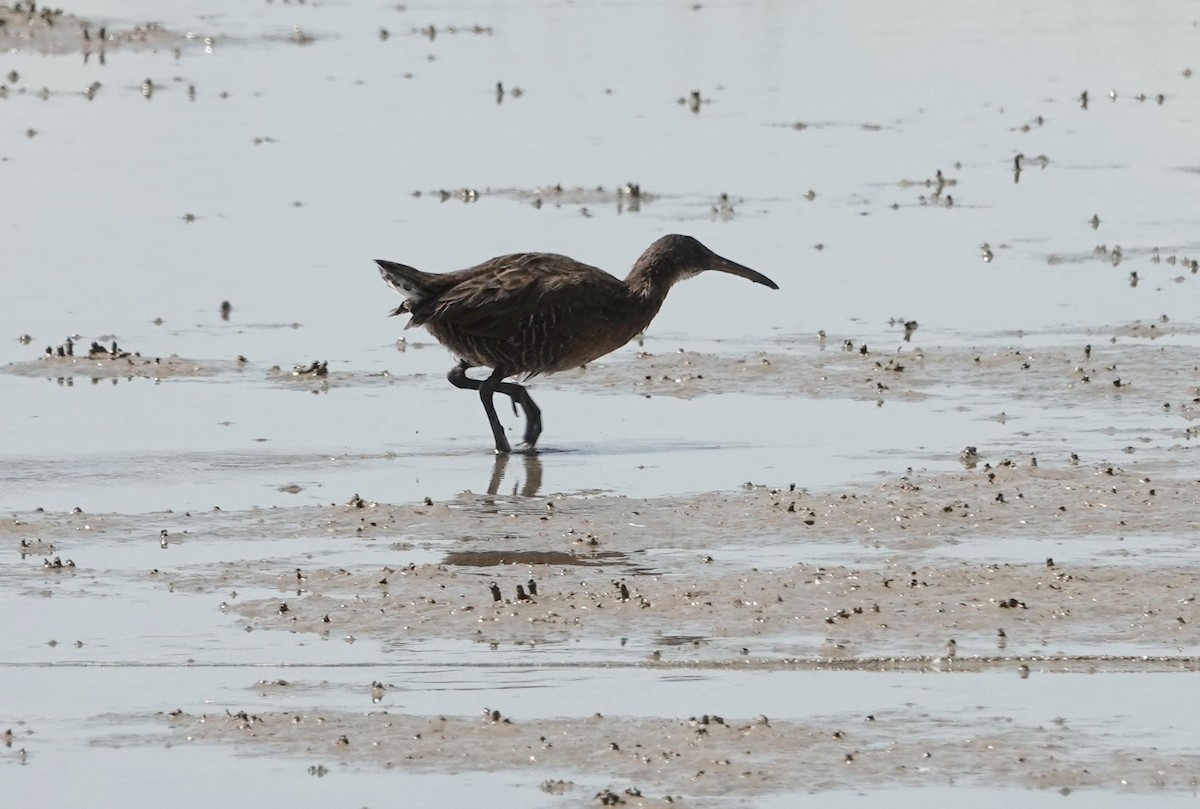 Clapper Rail - ML624081262