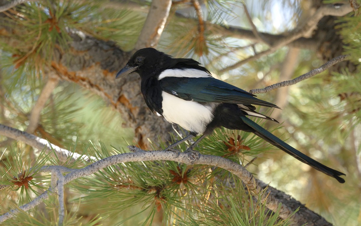 Black-billed Magpie - ML624081297