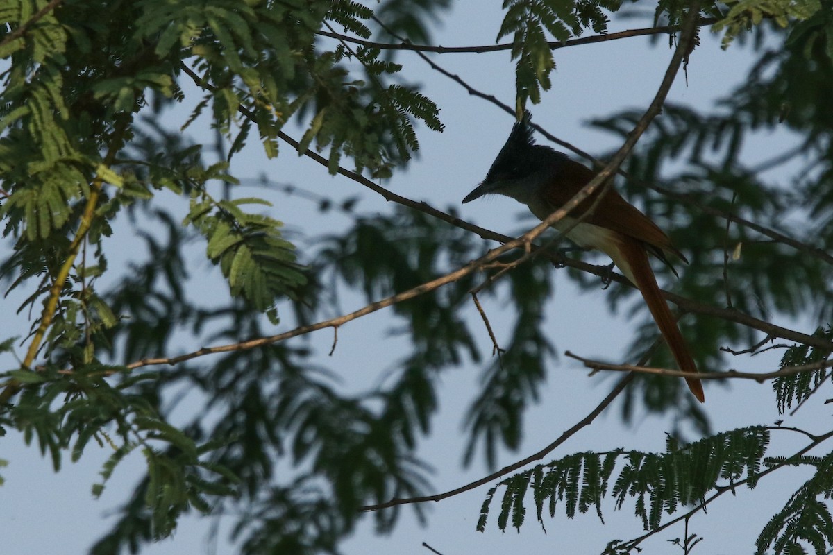 Indian Paradise-Flycatcher - ML624081320