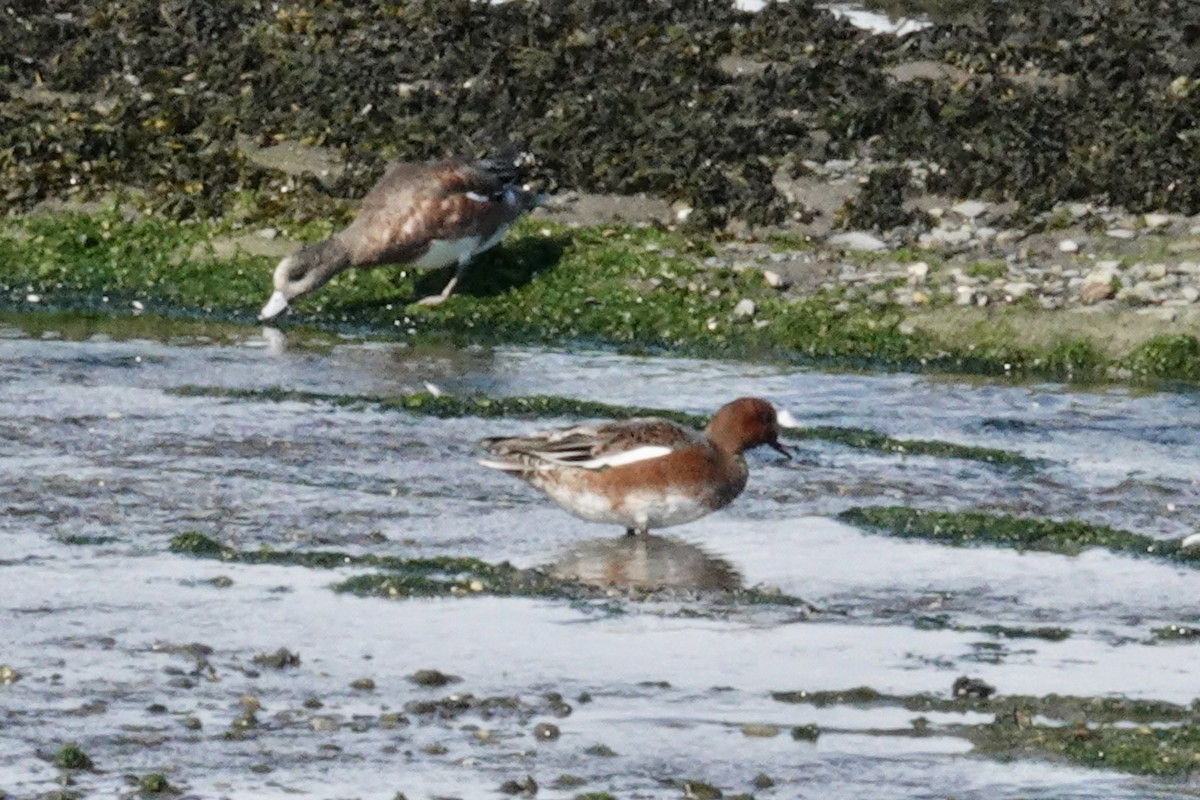 Eurasian Wigeon - ML624081326