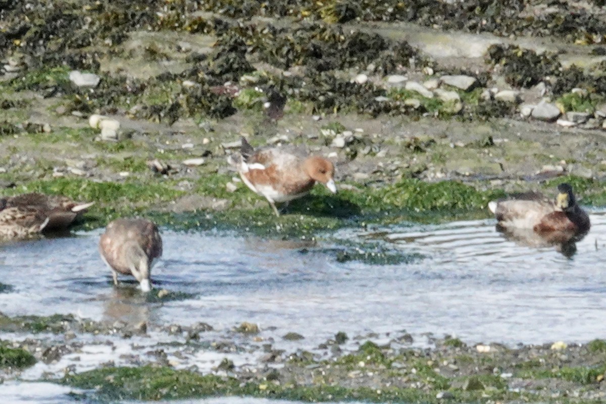 Eurasian Wigeon - ML624081327