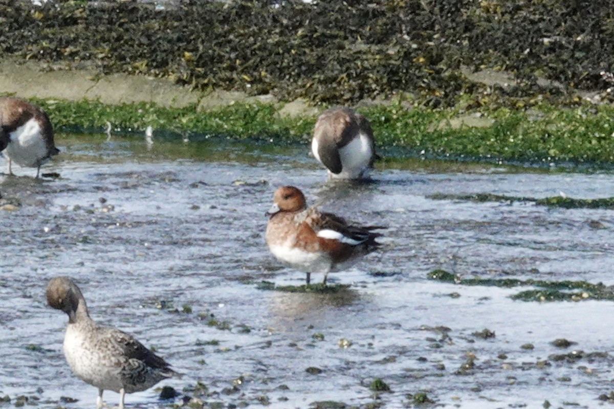 Eurasian Wigeon - ML624081328