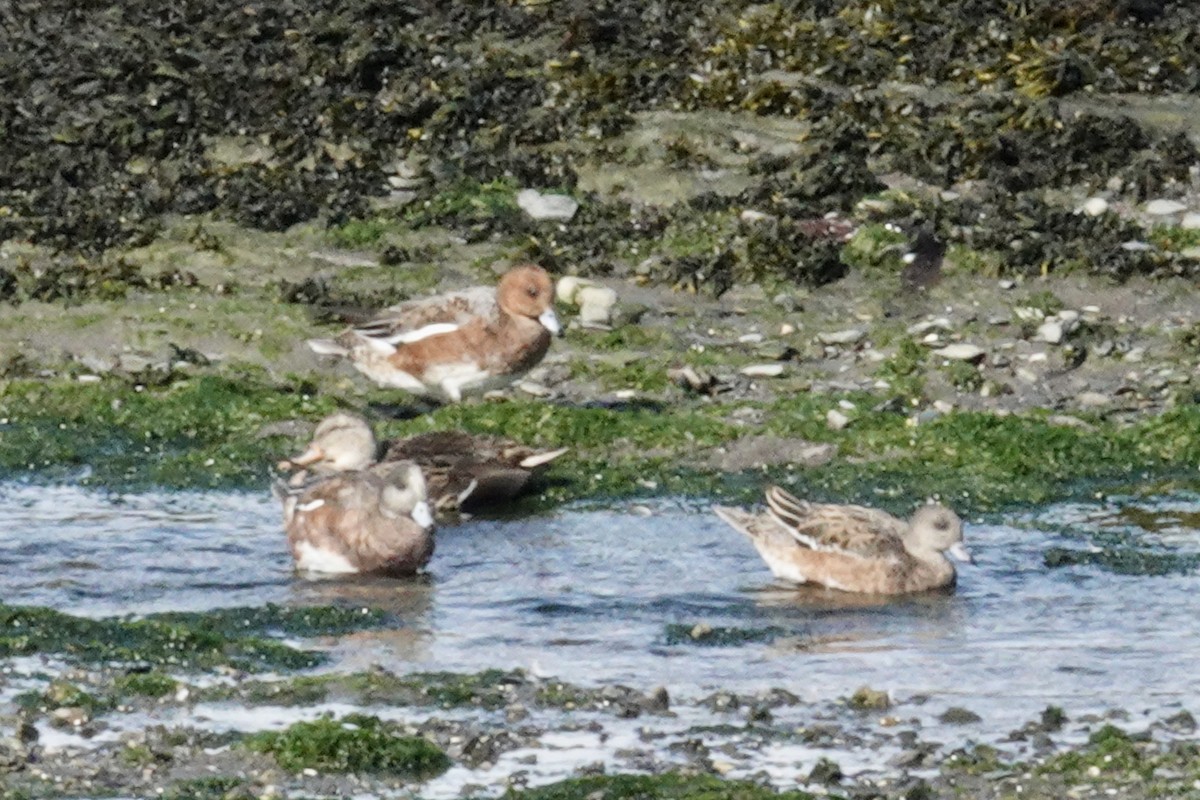 Eurasian Wigeon - ML624081331