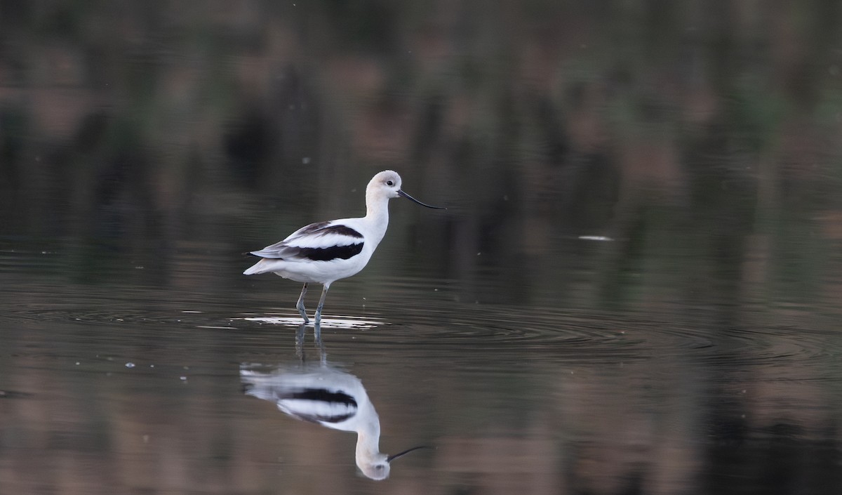 American Avocet - ML624081339