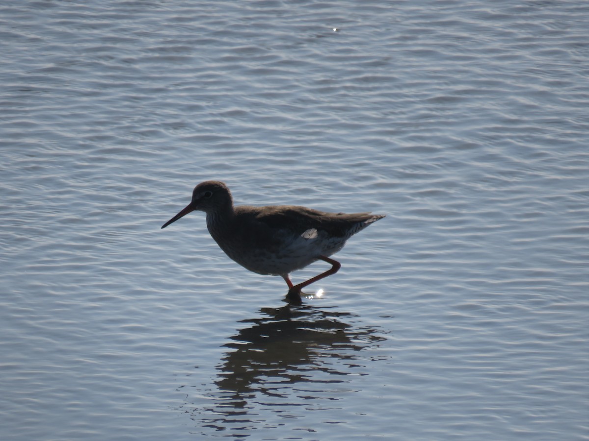 Common Redshank - ML624081340