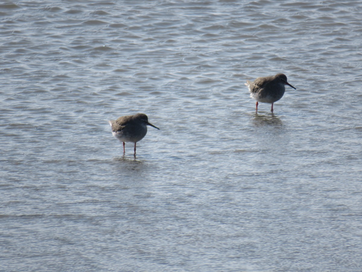 Common Redshank - ML624081341