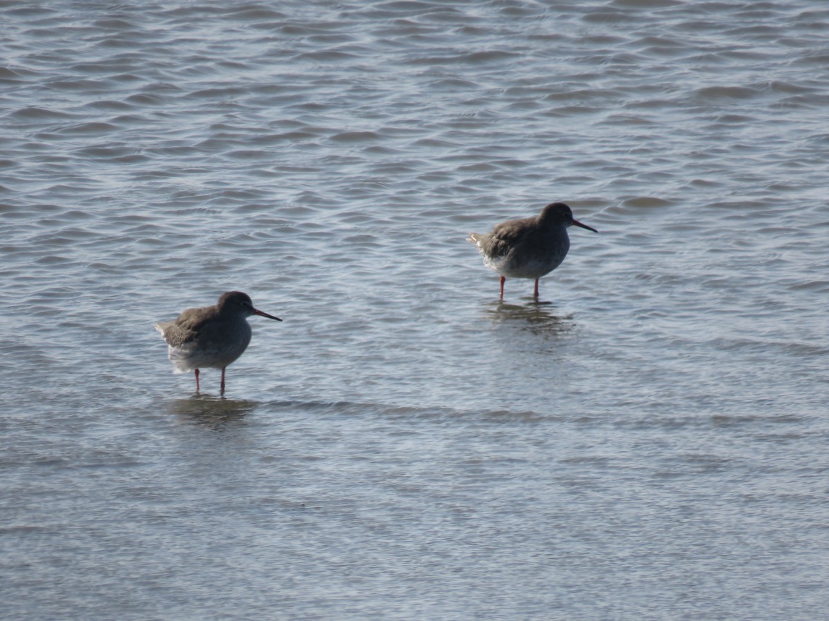 Common Redshank - ML624081342