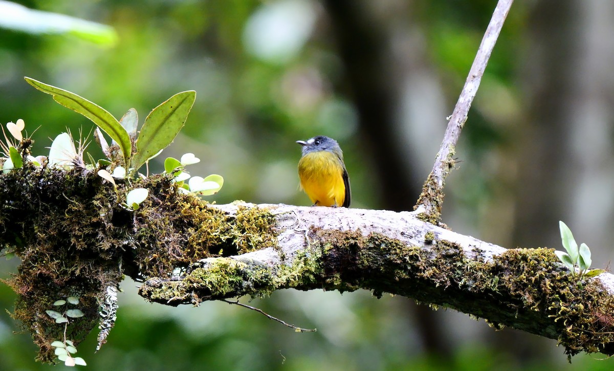 Ornate Flycatcher - ML624081343