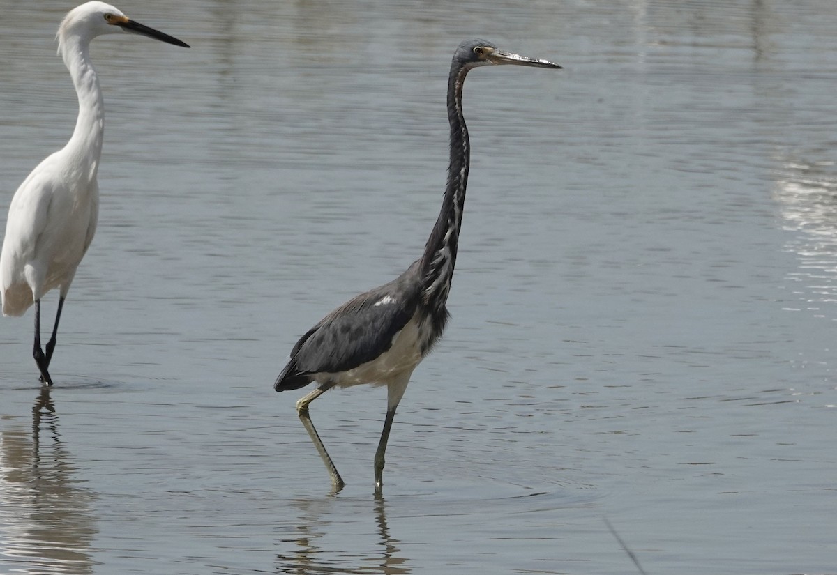 Tricolored Heron - ML624081344