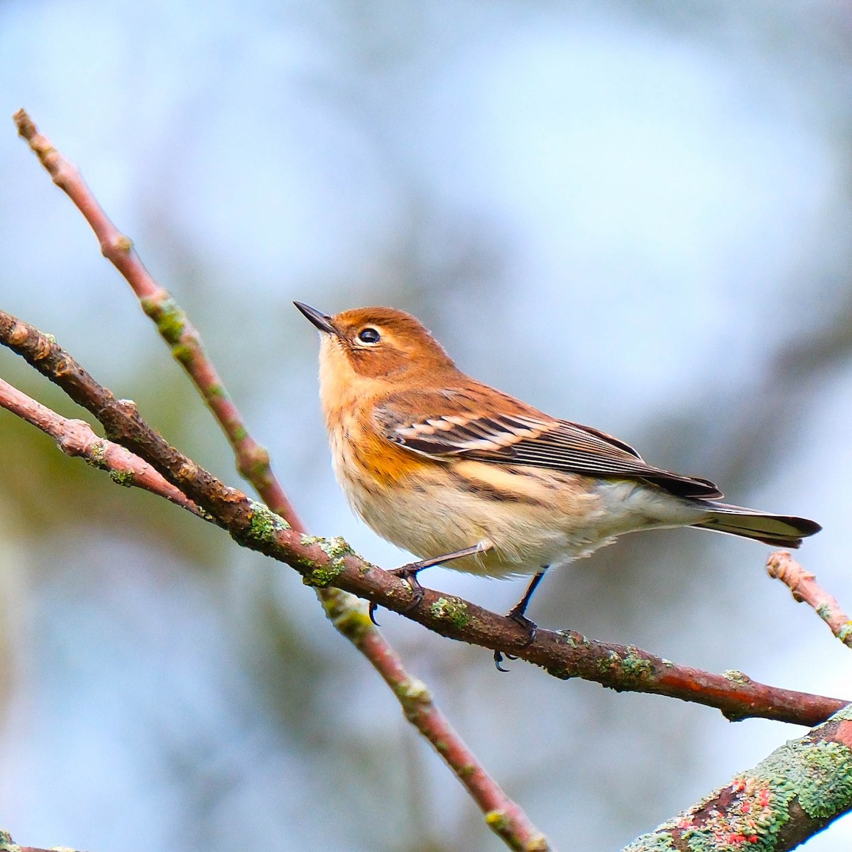 Yellow-rumped Warbler - ML624081345