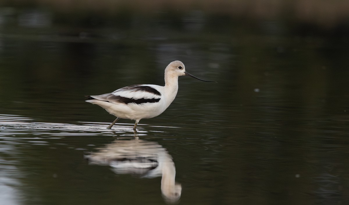 American Avocet - ML624081346