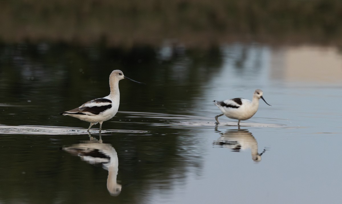 American Avocet - ML624081347