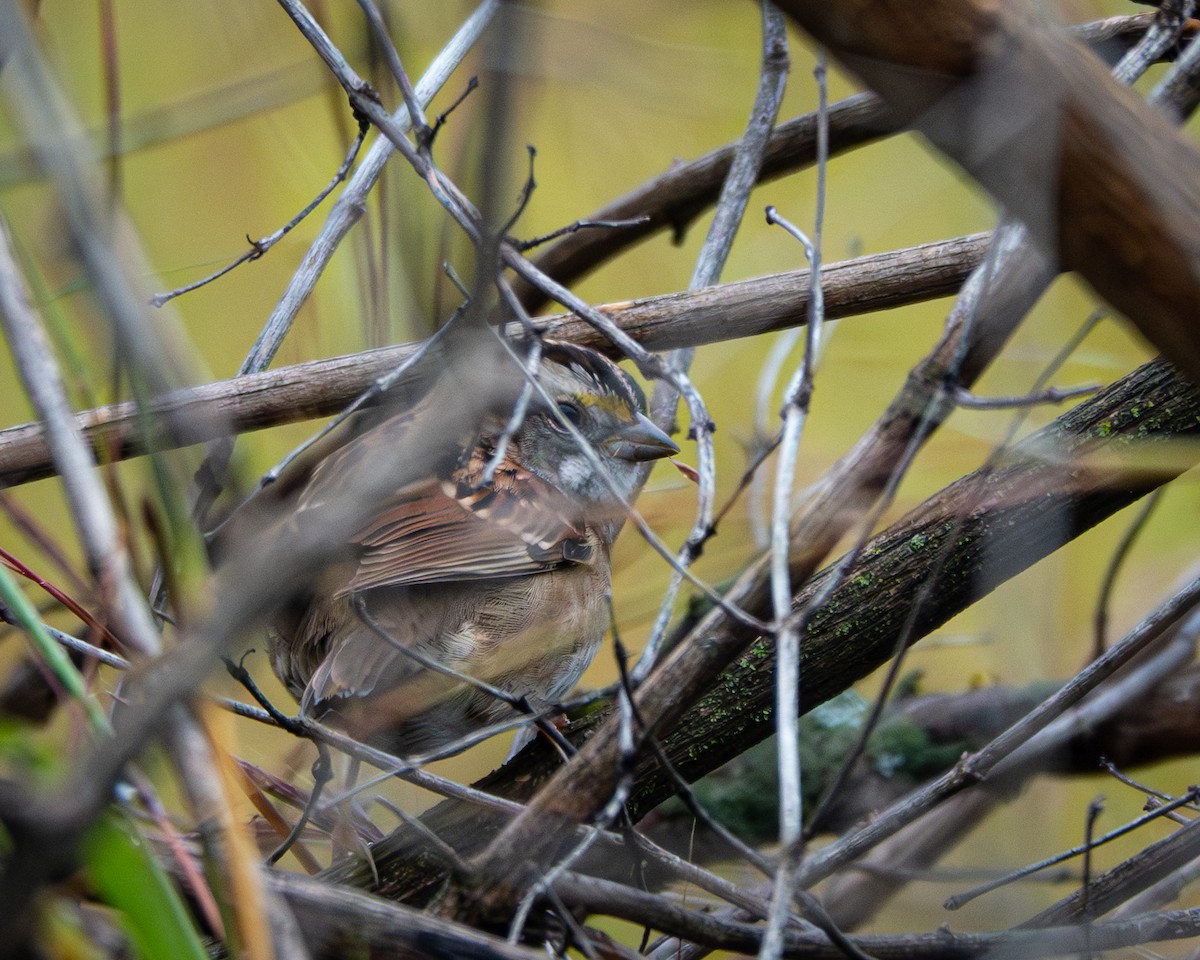 White-throated Sparrow - ML624081348