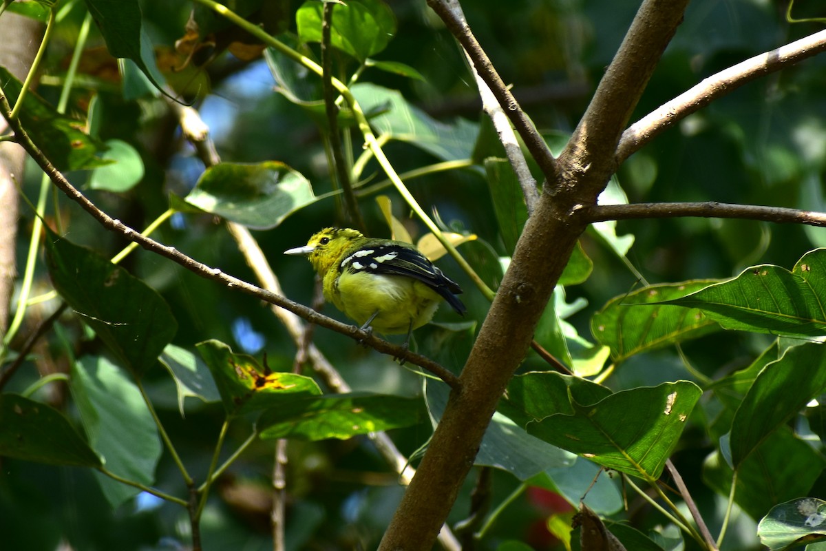 Common Iora - ML624081349