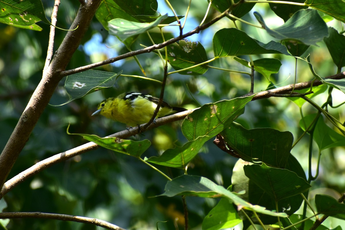 Common Iora - ML624081350