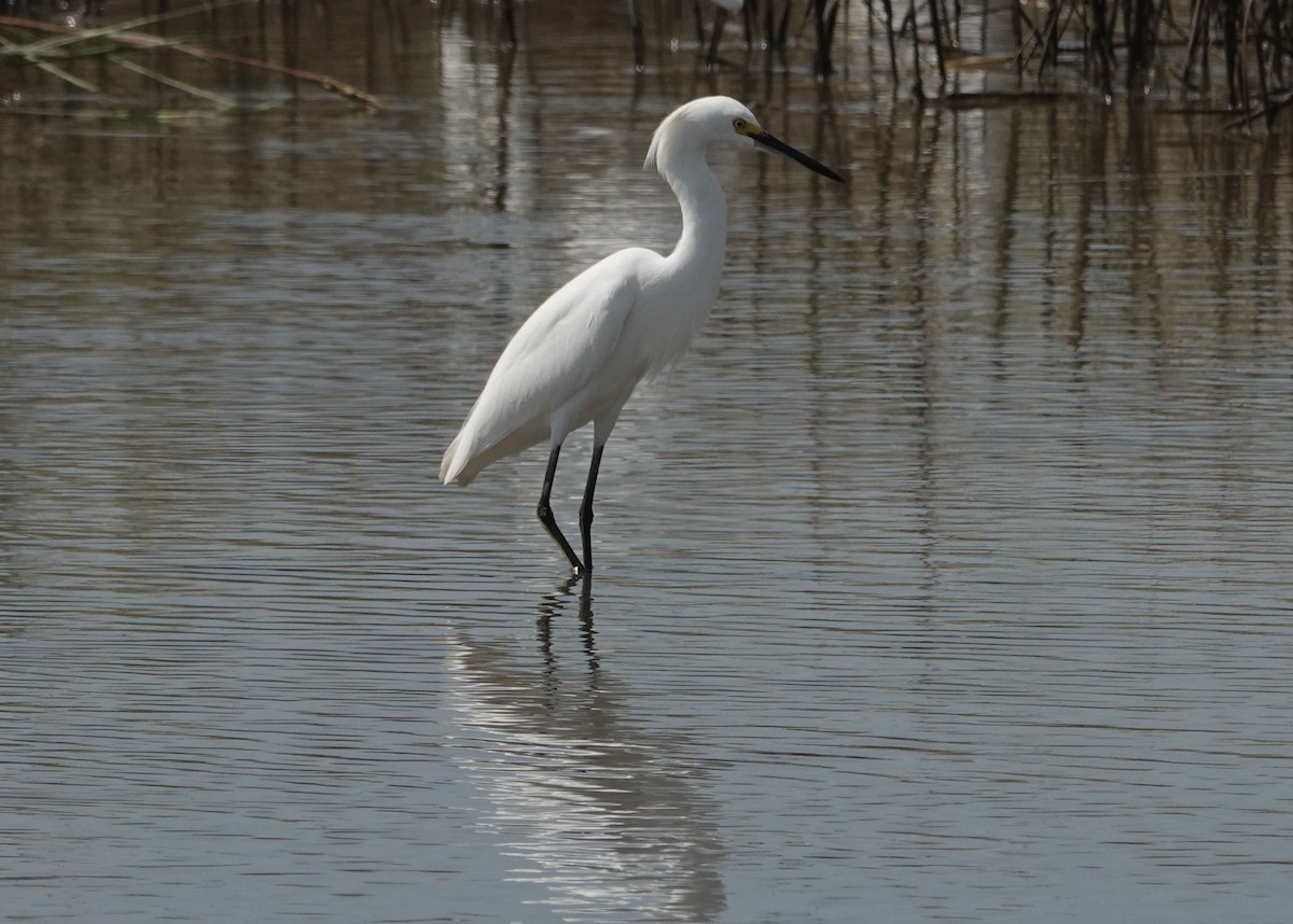 Snowy Egret - ML624081352