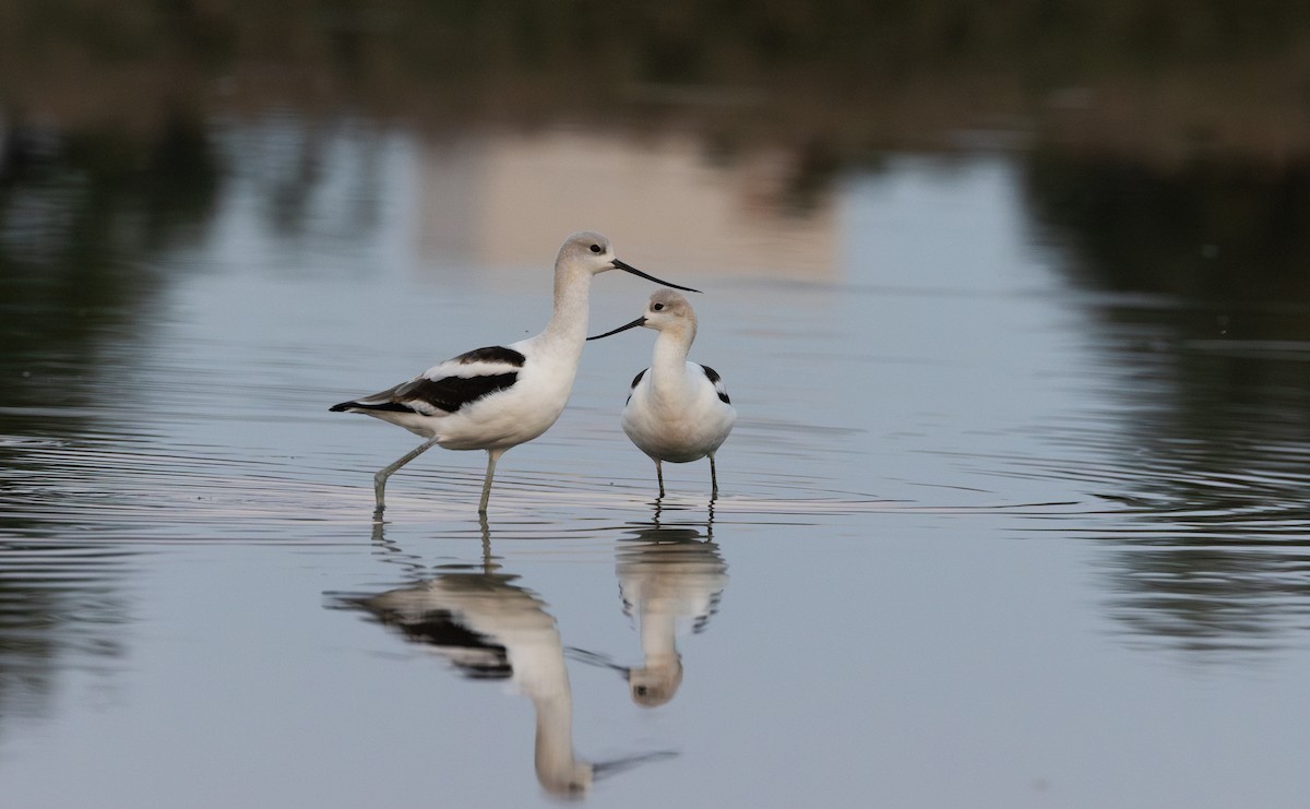 American Avocet - ML624081353