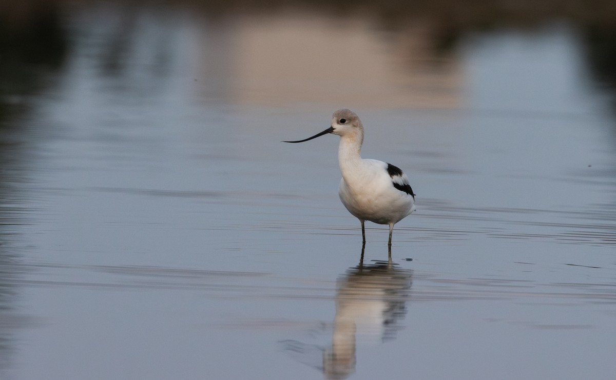 American Avocet - ML624081354