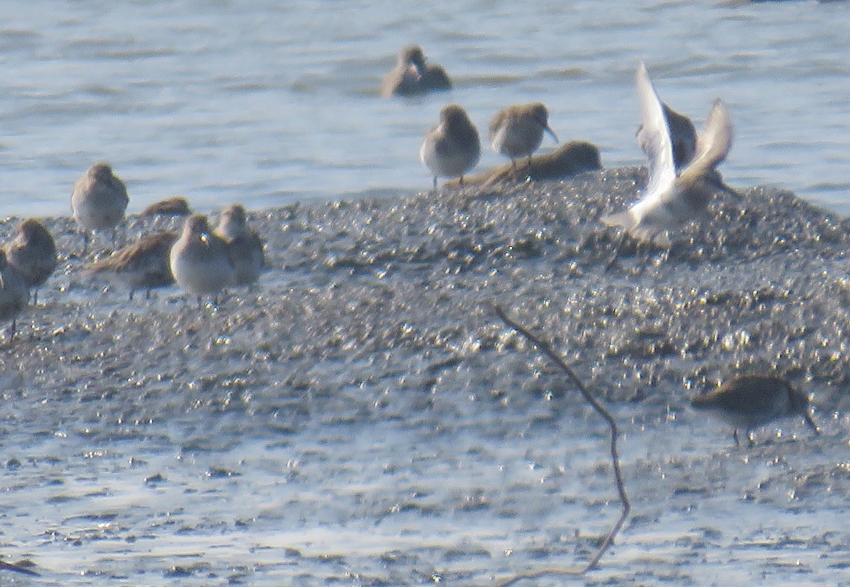 Dunlin - ML624081355