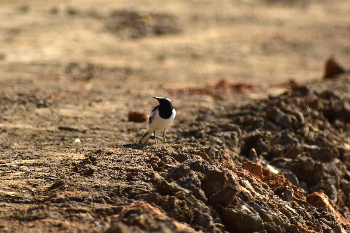 White-browed Wagtail - ML624081358