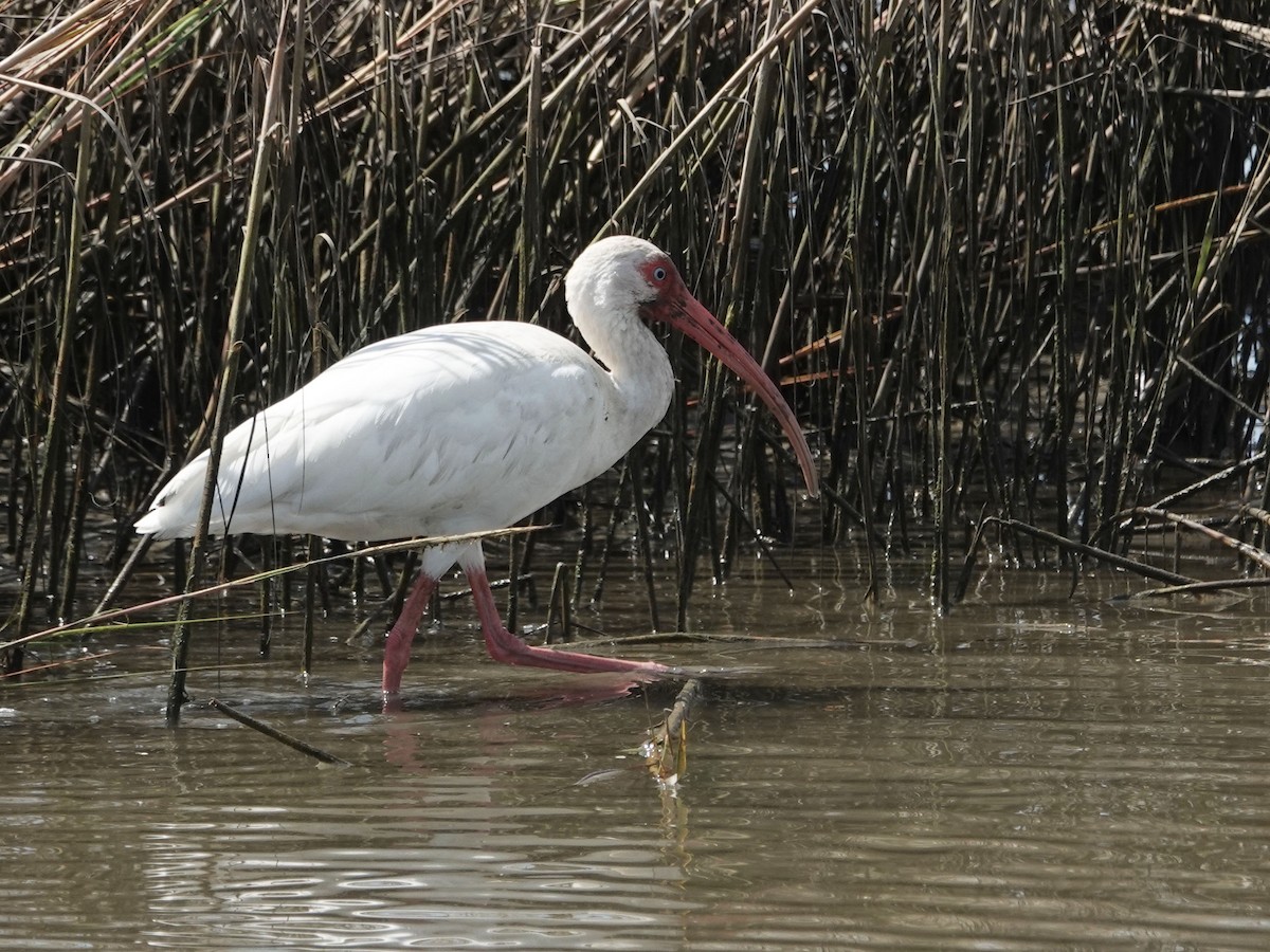 White Ibis - ML624081359