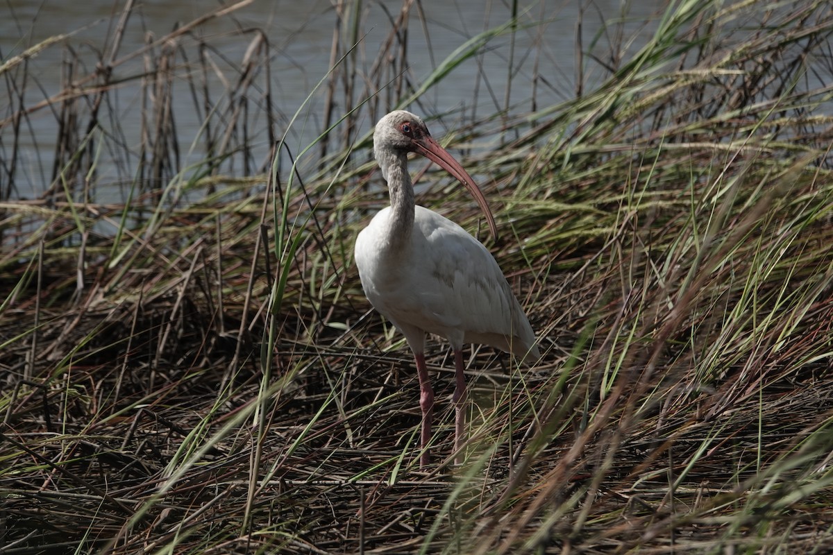 ibis bílý - ML624081360