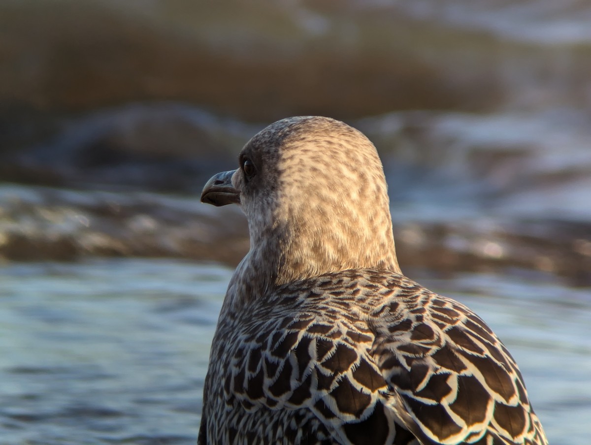 Lesser Black-backed Gull - ML624081364