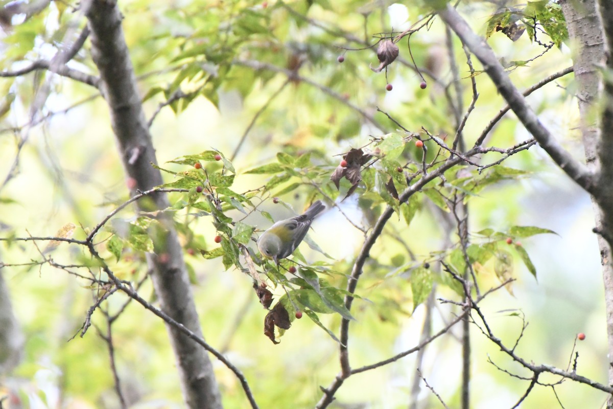 Northern Parula - ML624081365