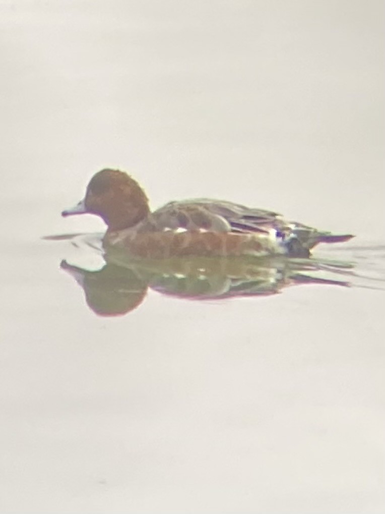 Eurasian Wigeon - Griffin Duckworth