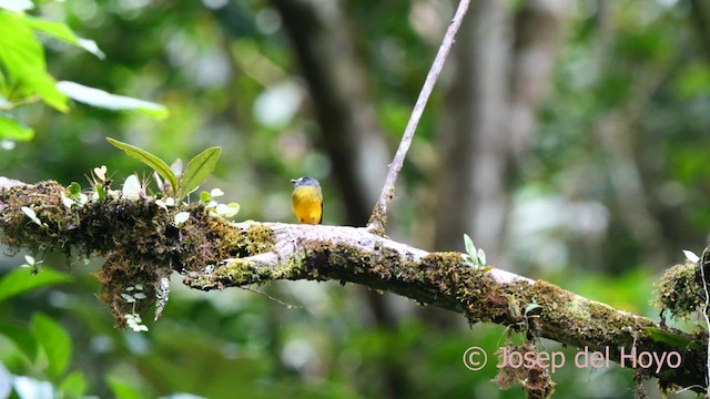 Ornate Flycatcher - ML624081386