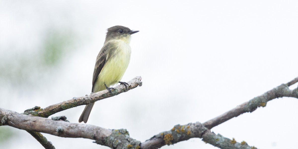 Eastern Phoebe - Eric Dyck