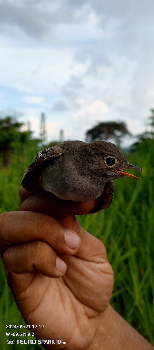 Small-billed Elaenia - ML624081428