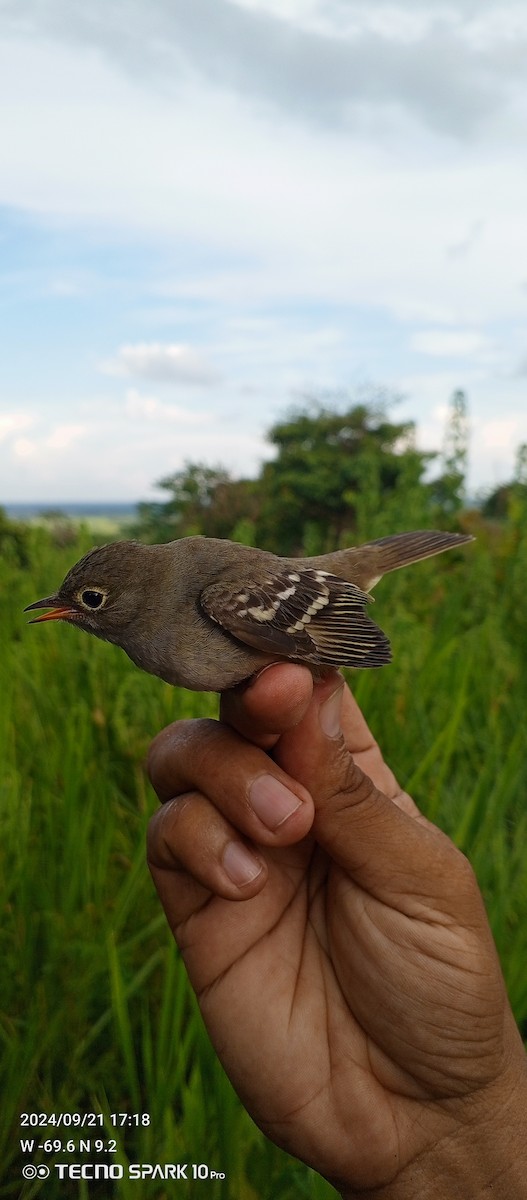 Small-billed Elaenia - ML624081429