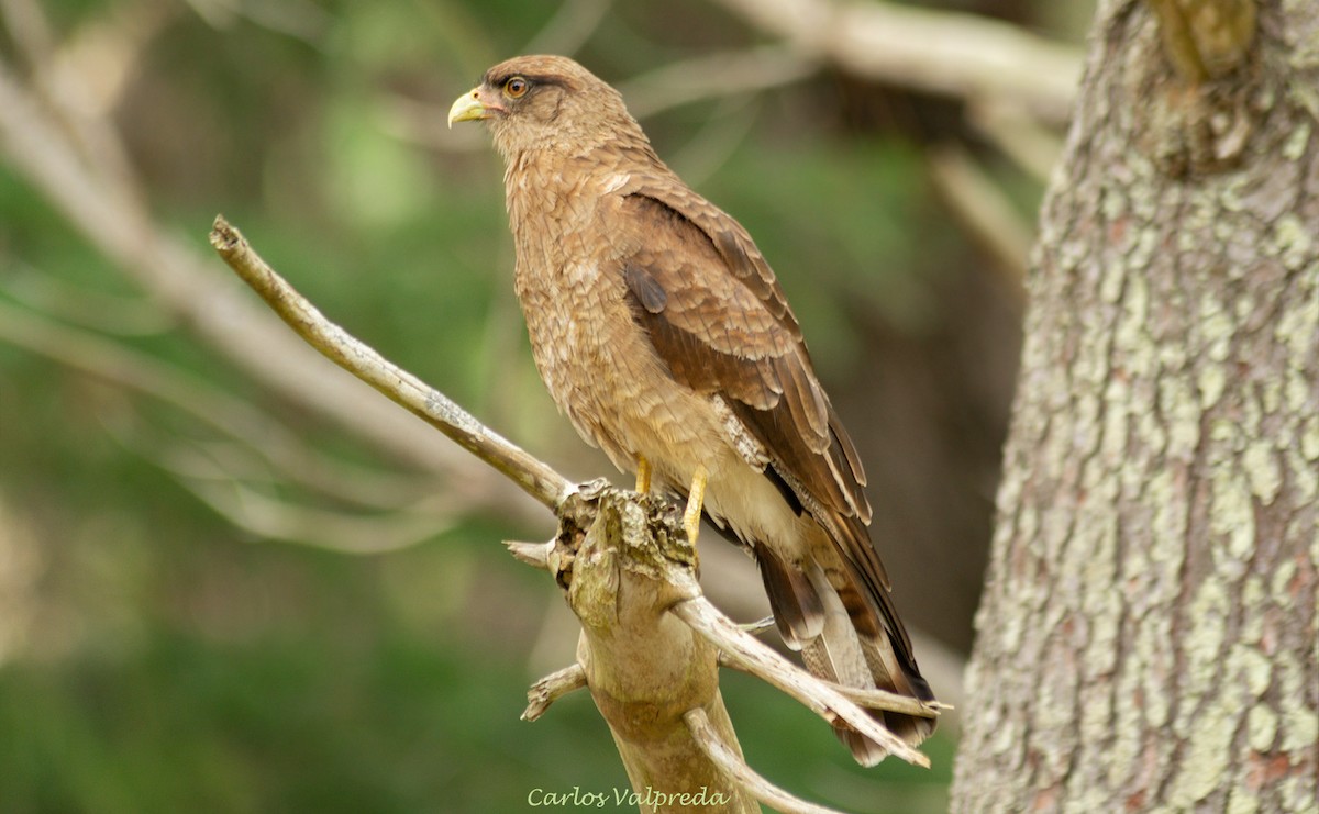 Chimango Caracara - ML624081434