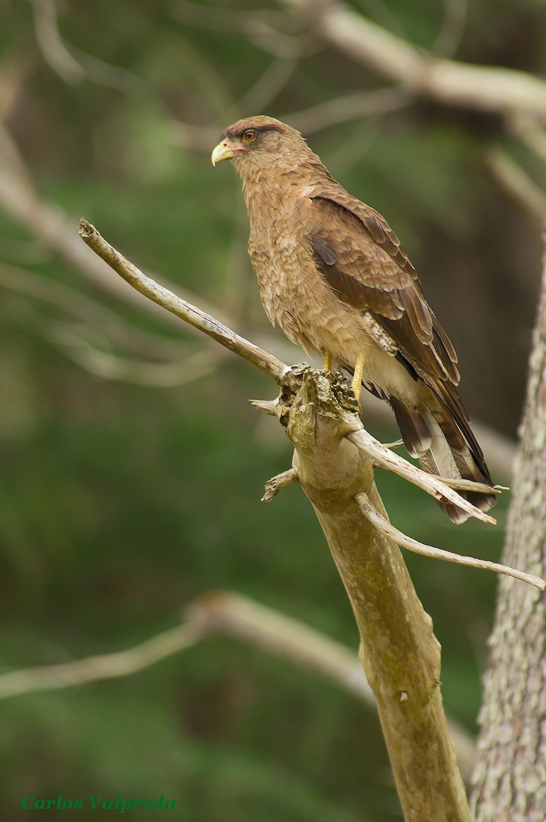 Chimango Caracara - ML624081435