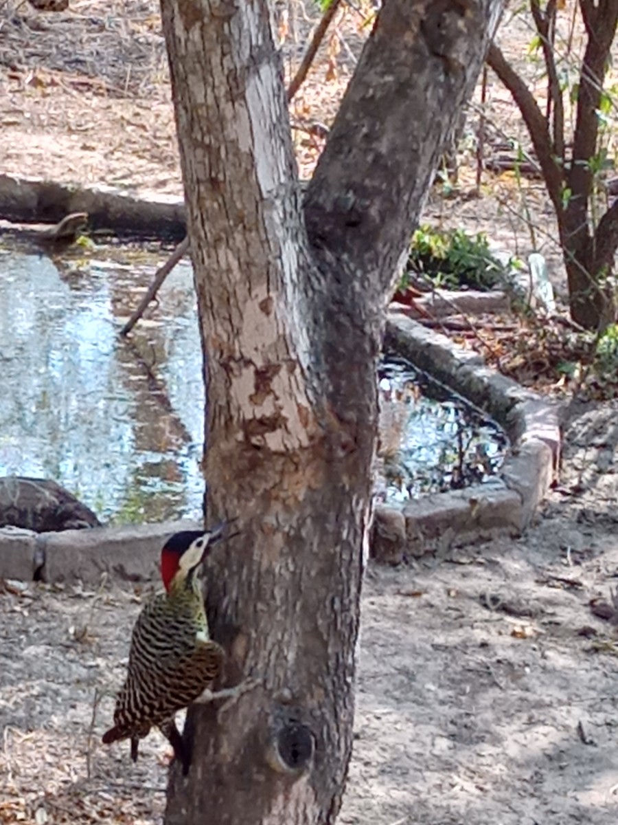 Green-barred Woodpecker - Diego Walter Cejas