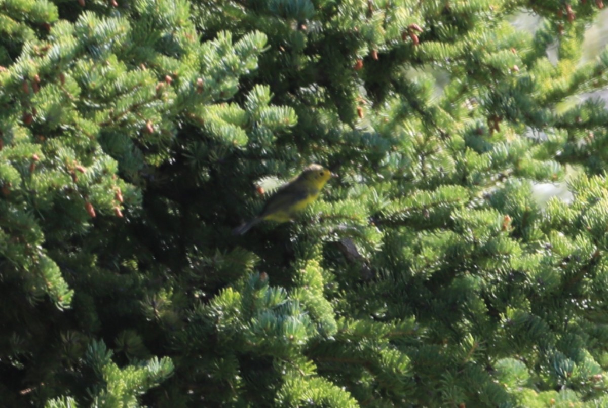 Wilson's Warbler - ML624081439