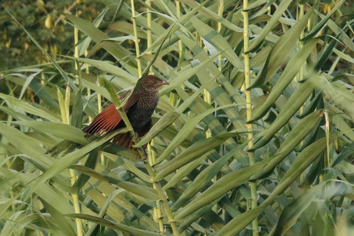 Greater Coucal - ML624081449