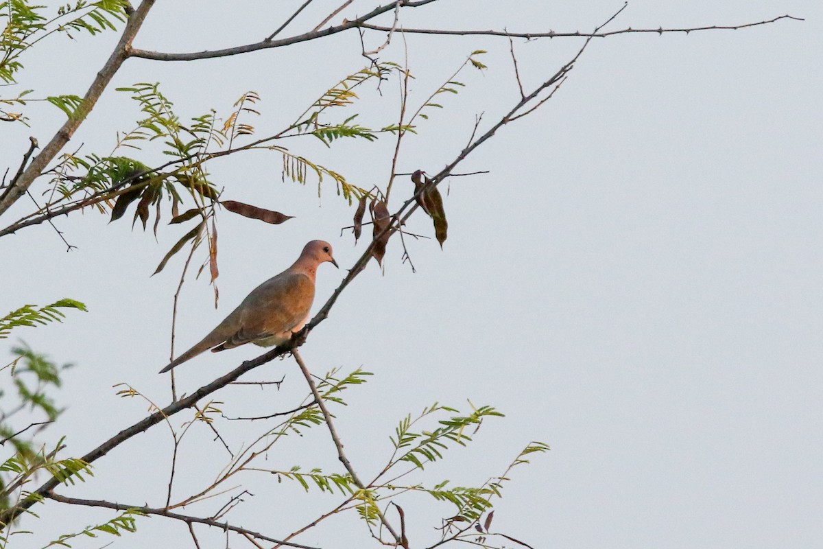 Laughing Dove - ML624081455